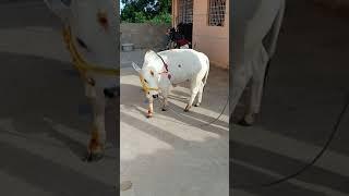 Punganur cow for sale cattle farm