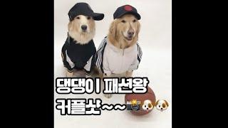 【golden retriever 댕댕이】 대형견옷 사진촬영 /귀여운강아지/ 골든리트리버아가 참 잘했어요️