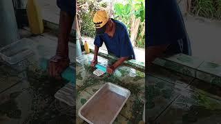 Rubber activity 1 #peterguide #rubber #travel #phuket #thailand #home #farming #rubberfarming