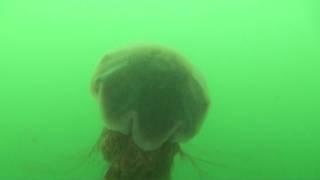 Lions Mane Jellyfish