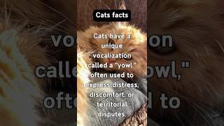 Enigmatic Cat Facts #behavior #pets #mysterious