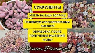 Аметист- это пахифитум или граптопеталум?Обработка растений после получения. Надо?