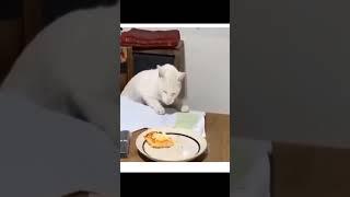 cat hungry  eat fu**!