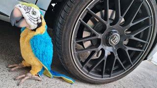 Car Crushing: ROBOTIC PETS CRUSH! | Electronic Animal Toys #ASMR Tech Tails 