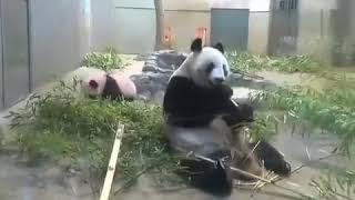 Mother Panda eats Happily and SUDDENLY Remembers about Baby Panda