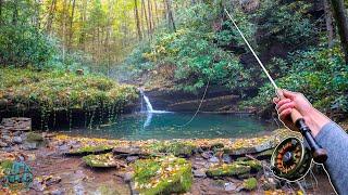 Fall Fly Fishing Awesome Creeks for Wild Trout! (brook trout and rainbow trout)