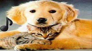 Música para Relaxar cães, gatos, Animais de estimação, cachorros dormir Pte#1 #BRMúsica