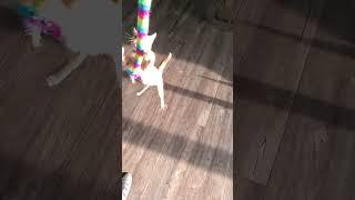 mine#satisfying,#cat,#slowmotion,#pets,#love,#attack,#satisfying,#flying,#cute ,#funny