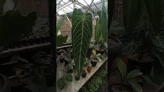 big plants