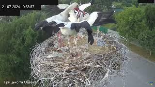 ВЕЧЕРЯ. ЛЕЛЕКА БІЛИЙ. ПИРЯТИНСЬКИЙ. УКРАЇНА 21-7-24-CHICKS. WHITE STORK. PYRYATINSKY. UKRAIN