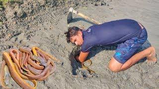 Believe This Fishing ? Boy Catching 10 Eel Fish From one Hole