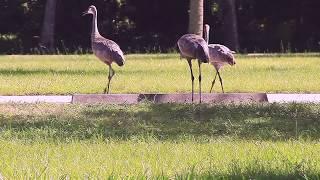 Sandhill Cranes in Cross Creek Florida