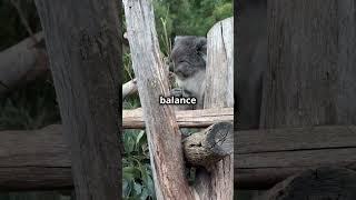 Animal Antics | What is the Wisdom of the Koala?