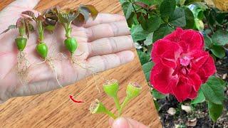 Perhaps no one knows! Roses can also be propagated with this water