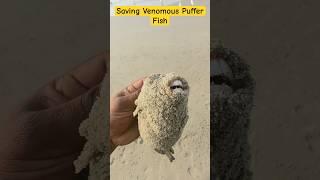 Small Action-Big Impact: Saving a Puffer Fish #shorts #sea #fish