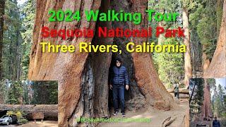 Walking Tour - Sequoia National Park, California @BuhayAmericaCurachaAtbp