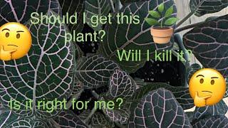 How to grow Fittonia (Nerve Plant)