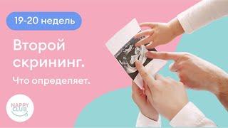 19-20 недель. Второй скрининг. Что определяет