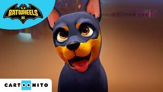 Meet Batman's Puppy | Batwheels | @cartoonito  | Kids Videos | Cartoons for Kids