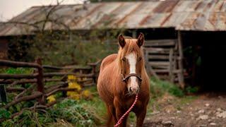  Una gran película que toda la familia puede ver. Un caballo que habla, eso es divertidísimo! 