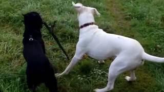 Labrador Balu "Sozialisierung" Im Park mit Hundefreund Aris