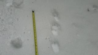 Fisher Tracks in Snow