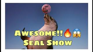 Seal Lion Show Full Overview #WOBLOGS