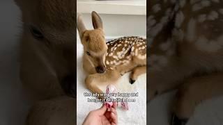 Redemption and Gratitude:The Story of a Woman and a Fawn#shorts #animals #deer #heartwarming #love