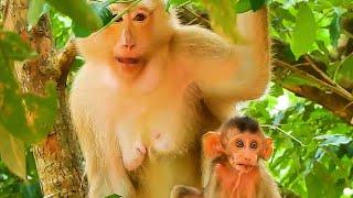 MG! ROSE MOM AND BRADY BABY SO AFRAID OF OTHER MONKEYS VERY MUCH.