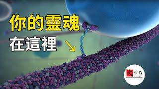 最神奇的科學假說，你的靈魂真實存在！就在你身體的這個地方|seeker大师兄