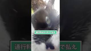 ネコさんの動画見て笑ったら寝ろwwwwww