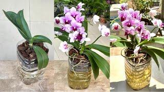 This easy secret to growing orchids! Flowers bloom profusely and do not rot roots