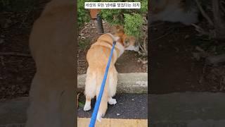 호기심 왕성한 한쨜