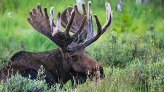 Outdoor Colorado: nature photographer John Williams