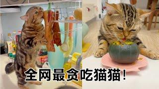 它估计是全网最馋猫了，不论荤素天天都在偷吃，甚至还敢抢美食！