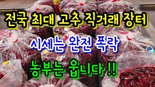 음성 농민이 직접 판매하는 고추 직거래 장터 시세 싸도 너무 싸다! 농민들 한숨소리가 귓전을~