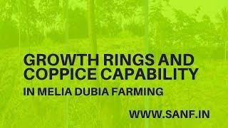 IN MELIA DUBIA FARMING : COPPICE CAPABILITY AND GROWTH RINGS