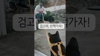 고양이가 산책을 해야하는 특별한 이유 ‍️댓글확인