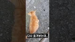 10년차 집사도 처음보는 아깽이의 신박한 간택 수법(?)