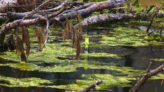 Topwater Frog Fishing! (Big Blowups)