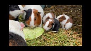 GUINEA PIG BABIES one of my favourite videos