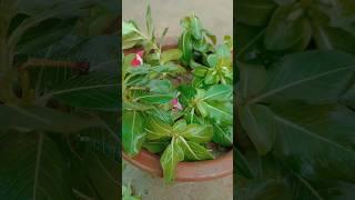 #vinca plant