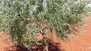 Diferencias entre Picual y Hojiblanco a la hora de Podar. Poda del Olivo