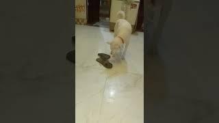 Tuffy play with sleepers  #viral #short #treatment #trending #youtube 