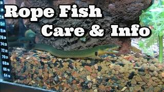 Reedfish  Care & Info Ropefish