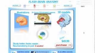 3D Neuroanatomy Software: Flash Brain Anatomy