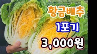 황금배추 1포기 3,000원 선착순! 황금절임배추