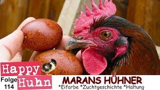 E114 Marans im Rasseportrait bei HAPPY HUHN - Farbschlag Schwarz-Kupfer, Marans-Hühner, dunkle Eier