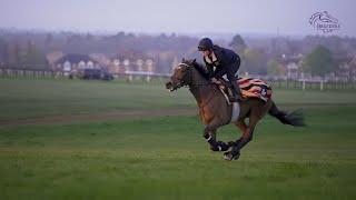 Breeders' Cup Contenders