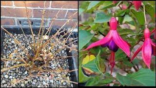 How to care for hardy fuchsia plants - container flower gardening